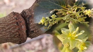 El anillado en el aguacatero para inducir floración [upl. by Aisnetroh485]