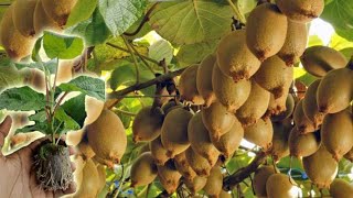 How to Grow Prune And Harvesting Kiwifruit  Gardening Tips [upl. by Roddie]