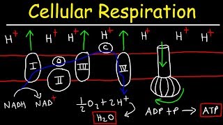 Cellular Respiration [upl. by Eceinwahs]