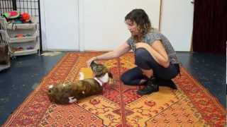 Teach Your Dog to Roll Over  Dog Training [upl. by Hynes841]