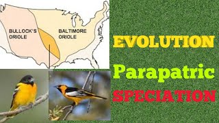 Evolution  Parapatric Speciation [upl. by Pigeon]