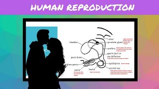 IGCSE BIOLOGY REVISION Syllabus 16 Human Reproduction [upl. by Varian999]