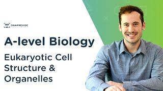 Eukaryotic Cell Structure amp Organelles  Alevel Biology  OCR AQA Edexcel [upl. by Nohsyt]