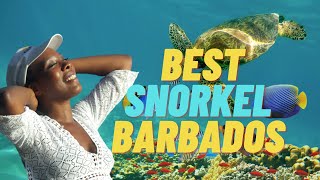 The best snorkeling in Barbados Cheap amp easy to access Turtles amp reef life Folkstone Marine Park [upl. by Annil]