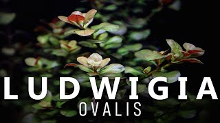 Ludwigia Ovalis Care [upl. by Babita]