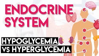 Hypoglycemia vs Hyperglycemia  Endocrine System Part 3 [upl. by Thierry]