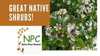 Great Native Shrubs for the Northeast native plant gardens native shrubs [upl. by Aridni]