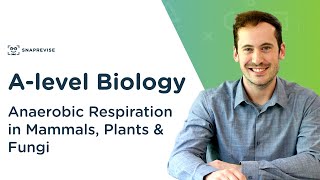 Anaerobic Respiration in Mammals Plants amp Fungi  Alevel Biology  OCR AQA Edexcel [upl. by Gurias386]