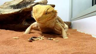 Pogona qui mange [upl. by Hoopes]