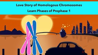 Stages of Prophase 1 of Meiosis with a visual mnemonic [upl. by Gredel]