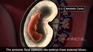 HCL Learning  Embryonic Development in Humans [upl. by Nielsen267]