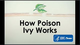 How Poison Ivy Works [upl. by Aicercul]