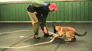 Belgian Malinois puppy [upl. by Sparks]