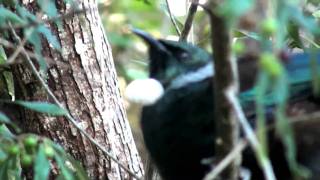 Tui Bird Sounds [upl. by Hendrik]