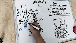 gingiva anatomy  part 1 Carranza [upl. by Jared]