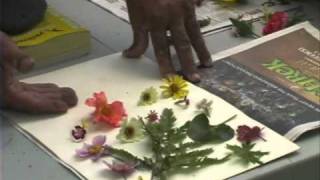 Pressing Plants  A Simple Way to Dry Flowers [upl. by Aisor808]