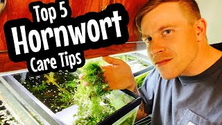 Beginner Care Hornwort Plant Guide [upl. by Kev500]