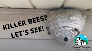 How To Treat A BaldFaced Hornet Nest [upl. by Nnaaras]