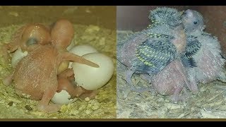 Baby Budgie Growth Stages  From Egg to Adult [upl. by Lowry847]