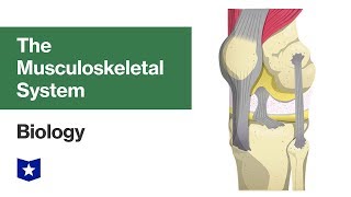 The Musculoskeletal System  Biology [upl. by Nedgo991]