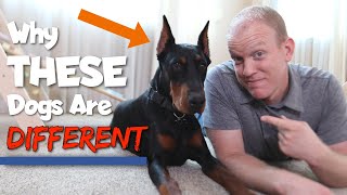 6 Ways Dobermans Are Different From Other Dogs [upl. by Phelgen]