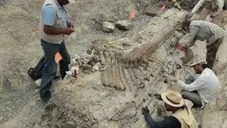 Archaeology dig reveals preserved dinosaur [upl. by Panthia]