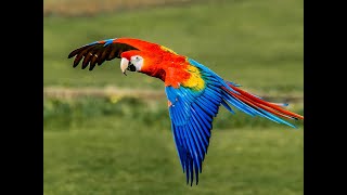 Macaw Facts  Top 10 Facts About Macaws [upl. by Novia433]