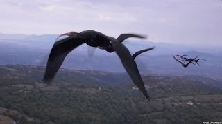 WHY BIRDS FLY IN A V FORMATION  BBC NEWS [upl. by Bryner]