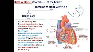 Internal Features of the Heart Part 2  The Ventricles [upl. by Dee]