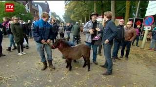 Paardenmarkt Zuidlaren drukker bezocht [upl. by Nodnarg383]