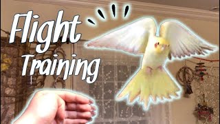 How to Teach Your Bird to Fly to You  Parrot Flight Recall Training [upl. by Drugge]