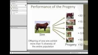 Understanding and Utilizing EPDs in the Selection of Sires [upl. by Leirza627]