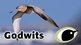 BTO Bird ID  godwits [upl. by Norek]