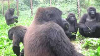 Orphan Gorillas Sing While Eating Banana Trees [upl. by Krutz]