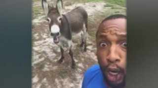 Singing donkey goes viral [upl. by Creedon]