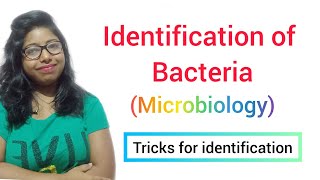 Identification of Bacteria MICROBIOLOGY [upl. by Linis173]