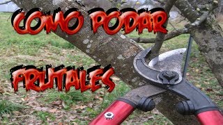 Como Podar Un Arbol Frutal  Cuidados Frutales  La Huertina De Toni [upl. by Atalee]