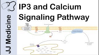 Inositol Triphosphate IP3 and Calcium Signaling Pathway  Second Messenger System [upl. by Bolger]