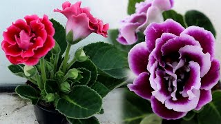 How to grow Gloxinia from a leaf  Propagating Gloxinia from leaf cutting [upl. by Aubin]