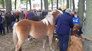 NeuZUIDLAREN PFERDEMARKT Film 2016 PaardenPferde  all Incl [upl. by Bicknell172]