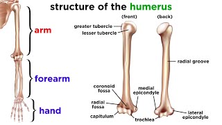 The Skeletal System [upl. by Burrows920]