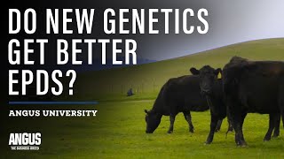 Do NEW Angus cows get better EPDs than OLD Angus cows EXPECTED PROGENY DIFFERENCE [upl. by Johansen]