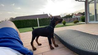 Doberman puppy barking [upl. by Akinehc]