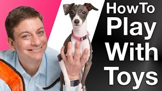 3 Ways to Get your Dog Playing [upl. by Arahas986]