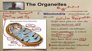 Chapter 7 Part 7  Mitochondria amp Chloroplasts [upl. by Flight]