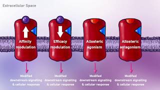 Pharmacodynamics Types of Ligands Agonist Antagonist Partial Agonist DrugReceptor Interactions [upl. by Retrak]