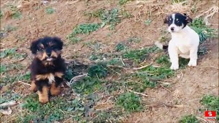 Rescued Two Puppies From The Meadow [upl. by Wettam]