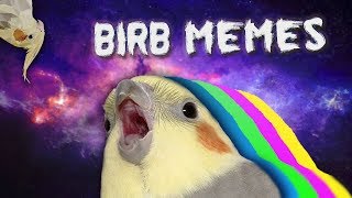 10 MIN OF DANK BIRB MEMES [upl. by Caasi888]