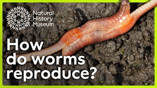 How do worms reproduce  Surprising Science [upl. by Hein]