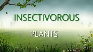 Insectivorous Plants EVS GRADE 4 CBSE [upl. by Lilah]